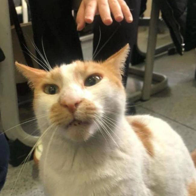 Öğrencilerin gözü önünde kediyi 5. kattan itti. Kedi Eros'un yankısı sürerken. Bu nasıl hoca - Resim: 9